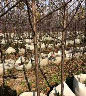 东北鸡心果树苗种植基地，鸡心果树苗哪里有卖的