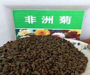 野花种子图片大全，野花种子如何播种