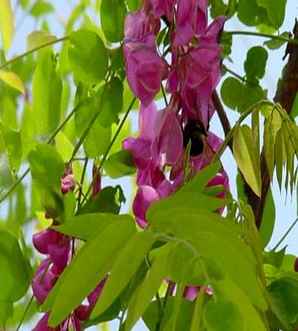 西洋红槐花能吃吗，红花槐槐花能吃吗