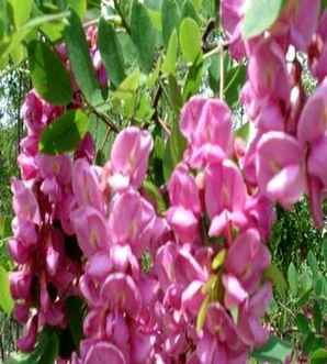 西洋红槐花能吃吗，红花槐槐花能吃吗