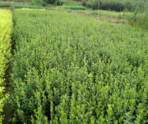 朝阳扶芳藤小苗批发价格，便宜的扶芳藤小苗哪里有卖？