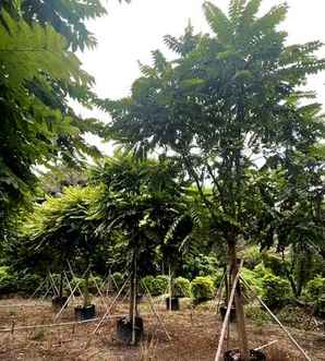 麻楝树哪个省的有，麻楝树基地在哪里