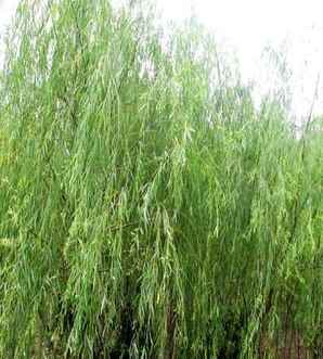 垂柳种植基地沭阳县广汉园林，瀹濆畨鍖哄瀭鏌崇豢鍖栨爲绉嶆鍩哄湴