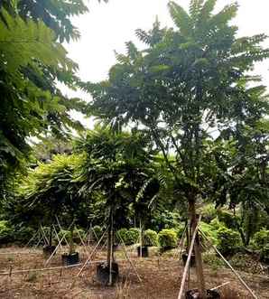 麻楝树批发基地，麻楝树木材价格