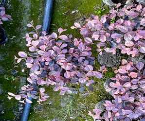 红花继木苗夏季高温能种活吗，红花继木苗种植适宜温度是多少
