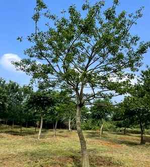 铁冬青种植基地在哪里，防城港铁冬青种植基地