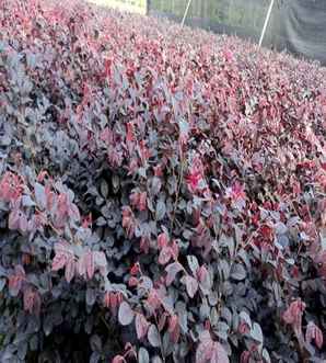 红花继木苗夏季高温能种活吗，红花继木苗种植适宜温度是多少