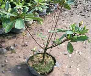 杜鹃花在哪里拿货，杜鹃花市场批发价格是多少
