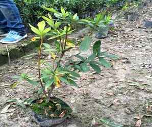 杜鹃花在哪里拿货，杜鹃花市场批发价格是多少