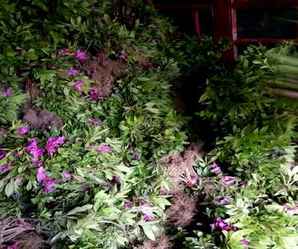 杜鹃花在哪里拿货，杜鹃花市场批发价格是多少