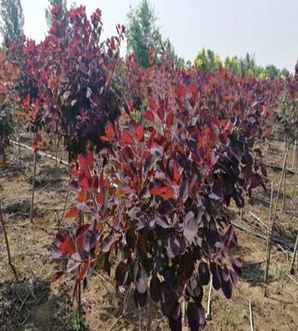 红栌小苗种植基地，红栌树小苗培育技术