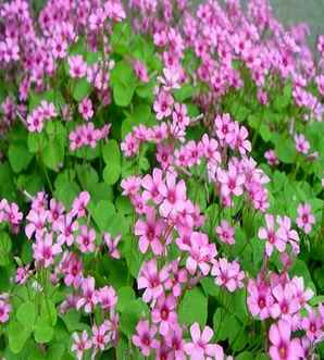 红花醡浆草从种下到开花多长时间，红花酢浆草是宿根花卉吗