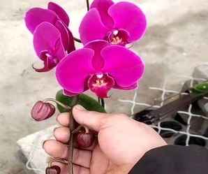 蝴蝶兰如何区分，怎么区分蝴蝶兰的花剑和根
