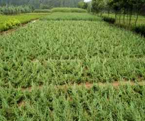 地柏小苗价格多少钱一棵，1.4米侧柏小苗价格多少钱一斤