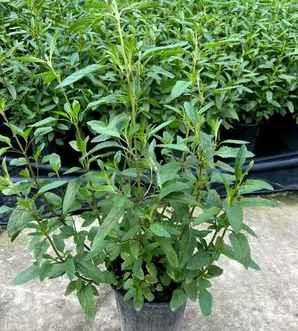 鼠尾草种子批发价格，新疆鼠尾草种子价格
