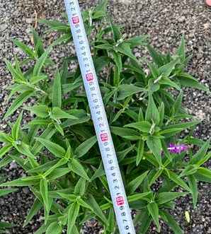 鼠尾草种子批发价格，新疆鼠尾草种子价格