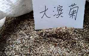 花草种子怎么保存，花草种子怎么保存