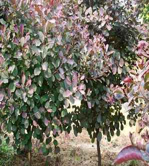 红栌树什么地方种植，江苏宿迁红栌种植基地