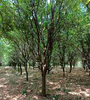 木瓜海棠种子种植方法，木瓜海棠剪枝正确方法