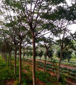 宅院种植合欢树寓意，合欢树适合栽在宅院内吗