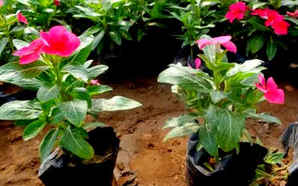 百日草一斤可以种植多少平方，百日草小苗一斤可以种植多少平方