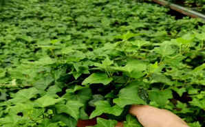 常春藤种植效果图，常春藤种植方法和技巧