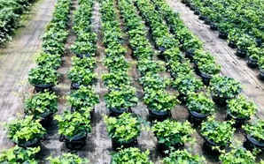常春藤种植效果图，常春藤种植方法和技巧