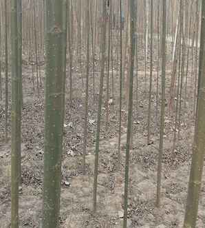 美国竹柳种植，美国竹柳种子种植条件