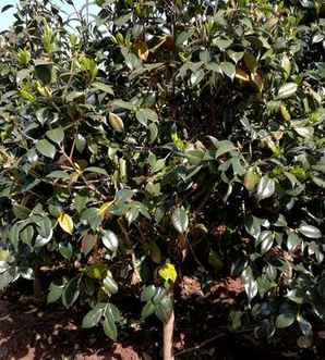 茶梅种植密度要求多少，茶梅种植温度