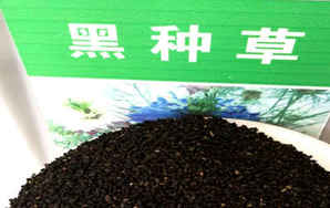 黑种草种子批发什么价格，黑种草种子一斤多少钱