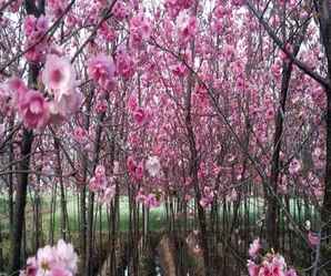 日本樱花种类，樱花的种类