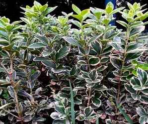 金边黄杨是被子植物吗？，金边黄杨枯萎病怎么治