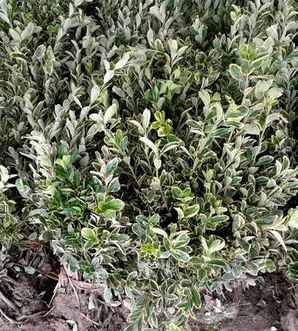 金边黄杨是被子植物吗？，金边黄杨枯萎病怎么治
