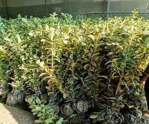 金边黄杨是被子植物吗？，金边黄杨枯萎病怎么治