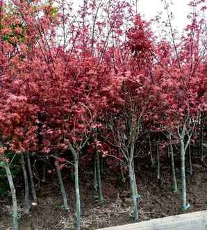 红枫的养殖方法，红枫盆景养殖方法