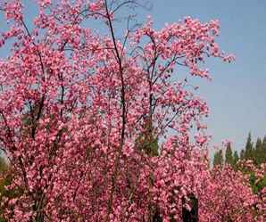 日本樱花种类，樱花的种类