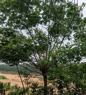 跟含羞草很像的植物合欢树，合欢树和含羞草有什么关系