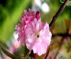日本樱花种类，樱花的种类