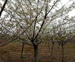 日本樱花树风景，樱花树哪里最多