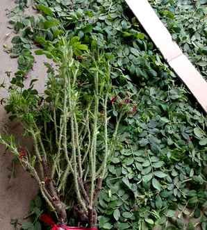 玫瑰花苗大棵带花苞，玫瑰花苗
