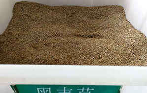 湖北黑麦草种子价格，黑麦草种子价格及图片