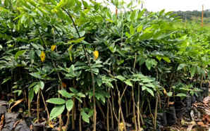 黄花梨苗的价格，黄花梨老料价格