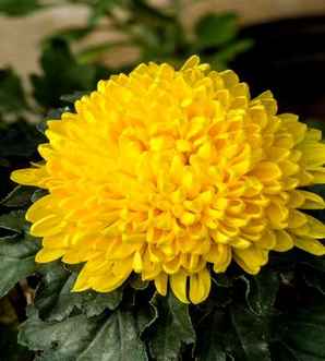菊花苗，菊花苗批发直播销售第一名