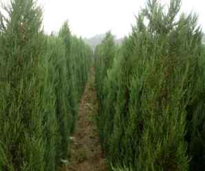 刺柏与刺松如何区别图片，刺柏和刺松怎么区分