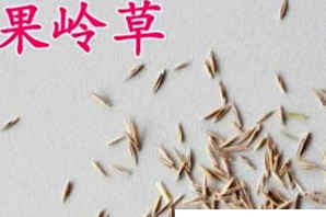 果岭草种子怎么播种，果岭草种子什么时候播种最好
