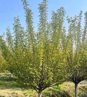 红梅树几年可以开花，移栽的红梅树当年能开花吗