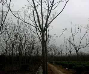 上海栾树苗多少钱一棵，市场上栾树多少钱一棵