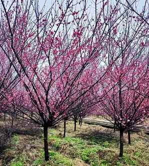 红梅花苞干枯是什么原因，红梅树叶卷边枯萎是什么原因