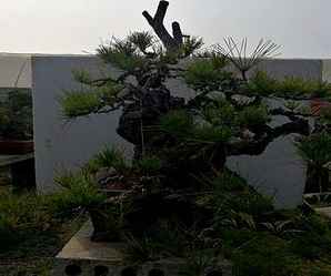 日本黑松盆景怎么养，日本黑松盆景桩养粗的方法