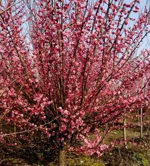 红梅花苞干枯是什么原因，红梅树叶卷边枯萎是什么原因